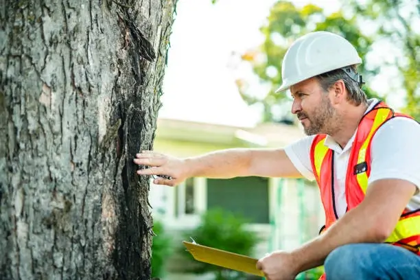 Arborist examining a tree for professional pruning