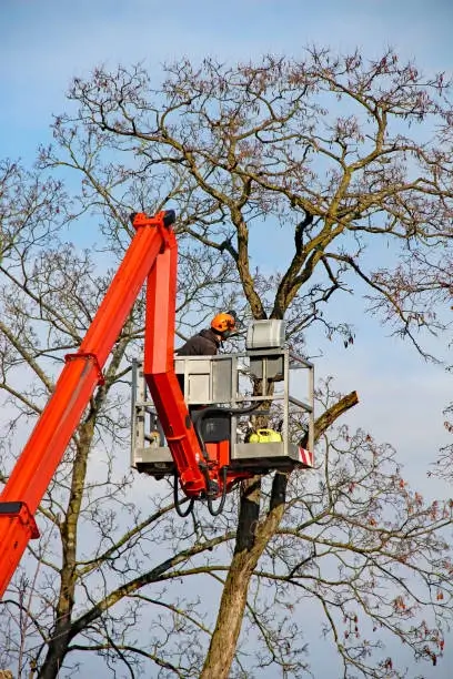 Crane-assisted tree removal near house