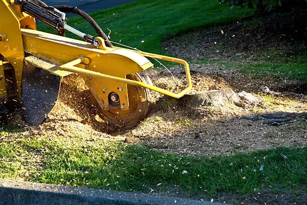 Stump grinding machine removing tree stump
