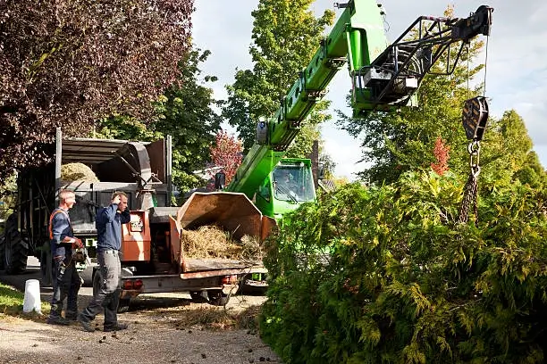 Tree removal Kansas City backyard