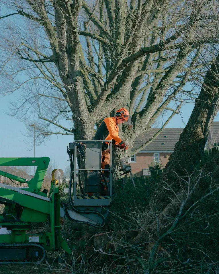 Tree removal in residential backyard