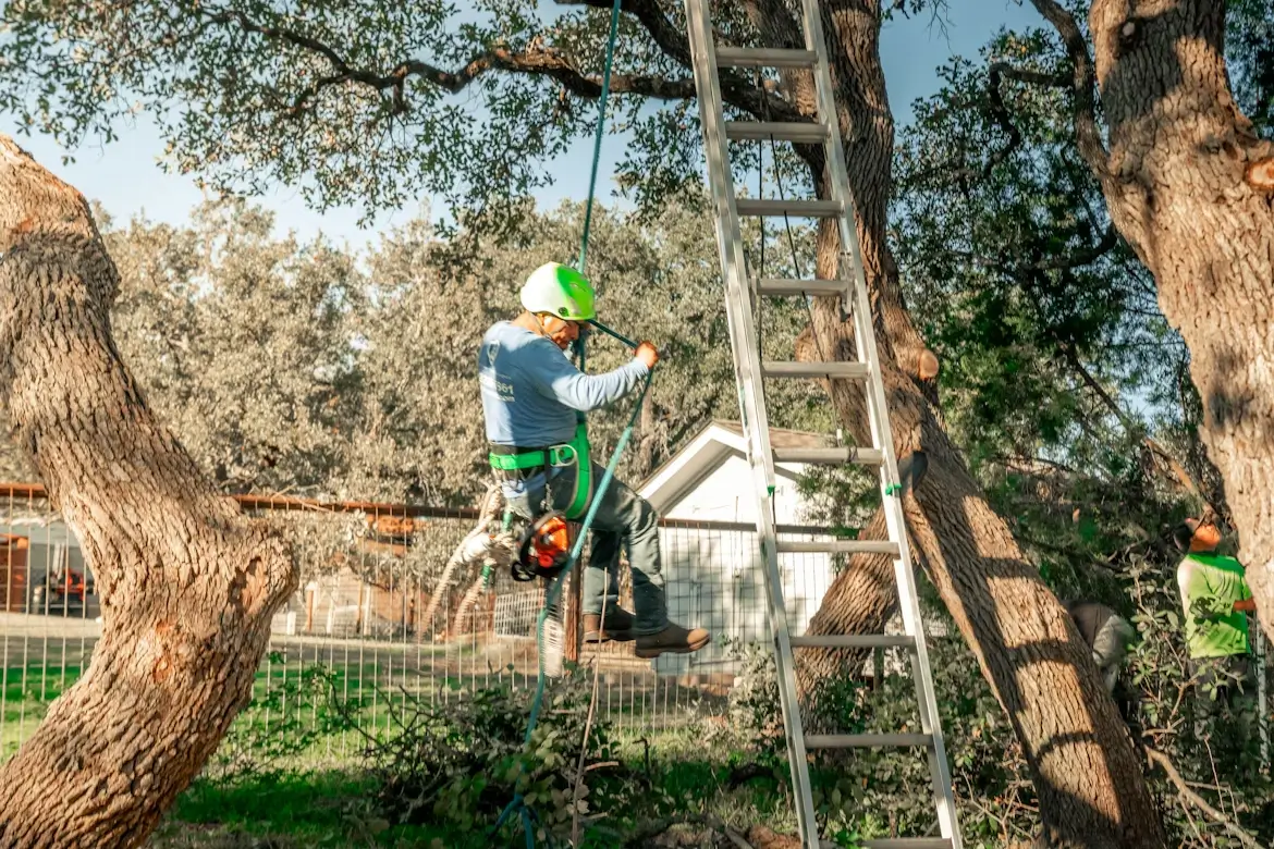 Professional tree trimming near home